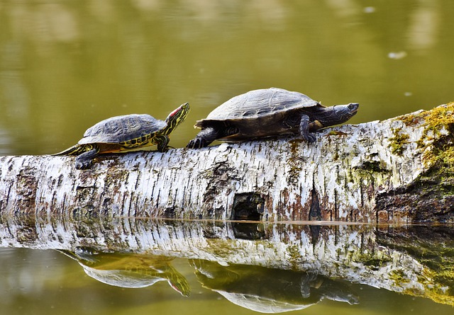 Can Turtles Eat Guppies? A Guide to Feeding Your Pet Turtle