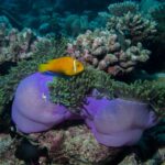 Can Maroon Clownfish Live with Ocellaris? Exploring Compatibility Between Two Popular Marine Fish Species