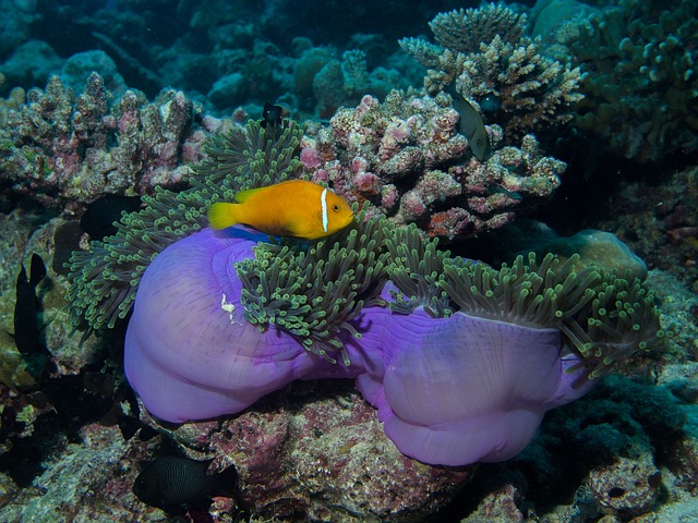 Can Maroon Clownfish Live with Ocellaris? Exploring Compatibility Between Two Popular Marine Fish Species