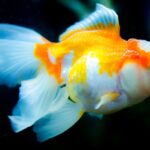 Do Fish Get Tired of Swimming? Exploring the Science Behind Fish Endurance