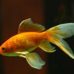 Why Do Goldfish Die After a Month? Exploring the Common Causes