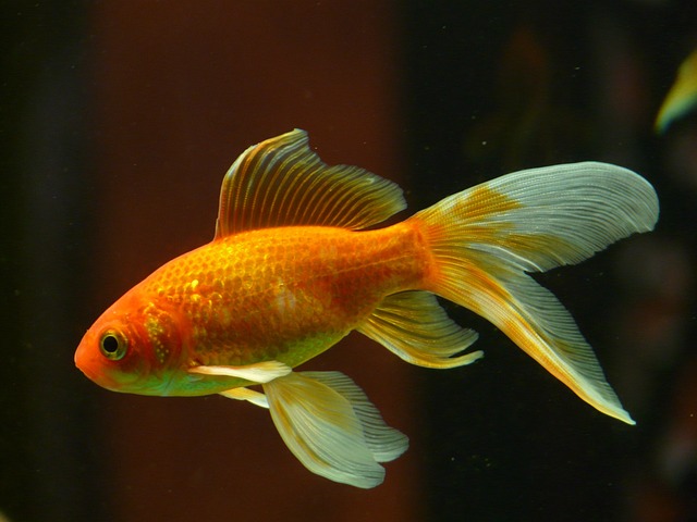 Can Gourami Fish Live with Goldfish? A Clear and Confident Answer