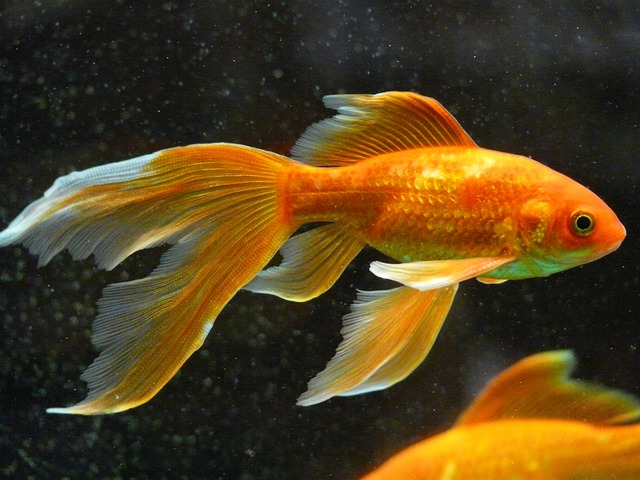 Veil Tail G4b3dec318 640