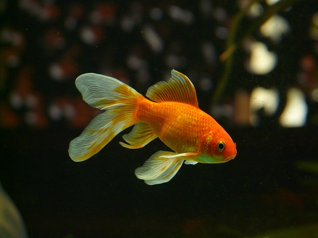 Veil Tail Gd10c0b0e0 640