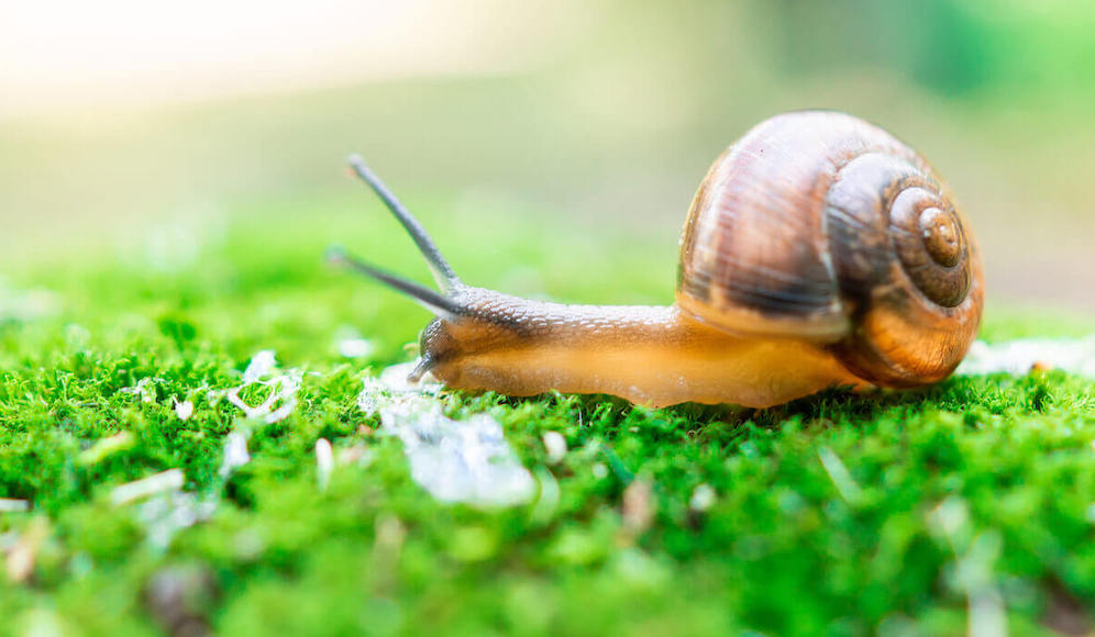 What Does A Snail Eats?