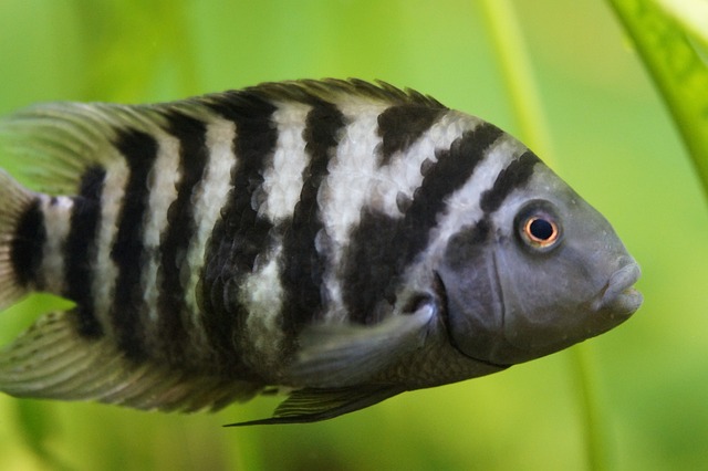 Zebra Cichlid G2238cc59c 640
